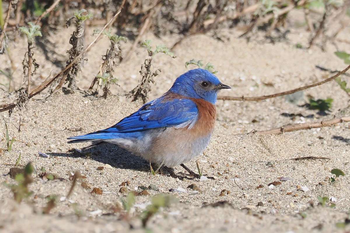 Western Bluebird - ML648506989