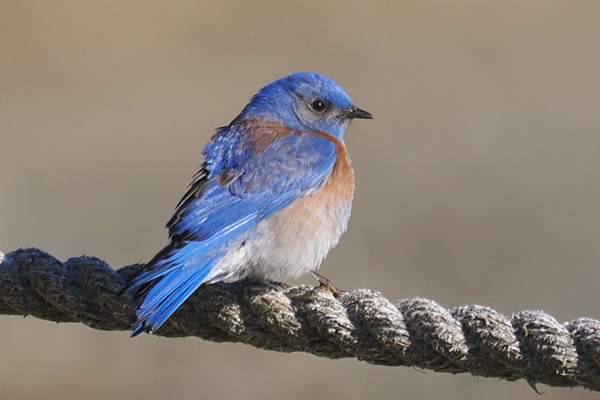 Western Bluebird - ML648506990