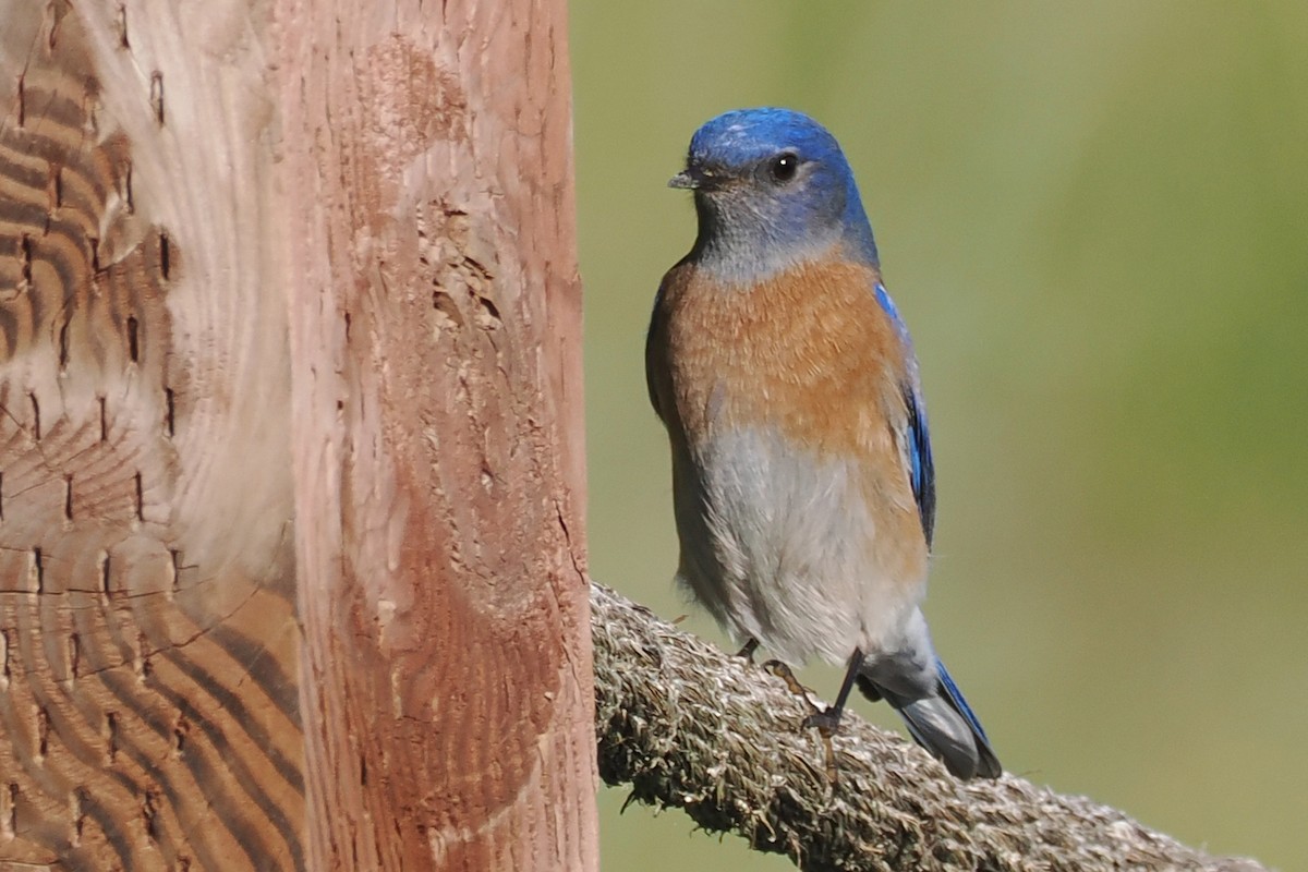 Western Bluebird - ML648506991