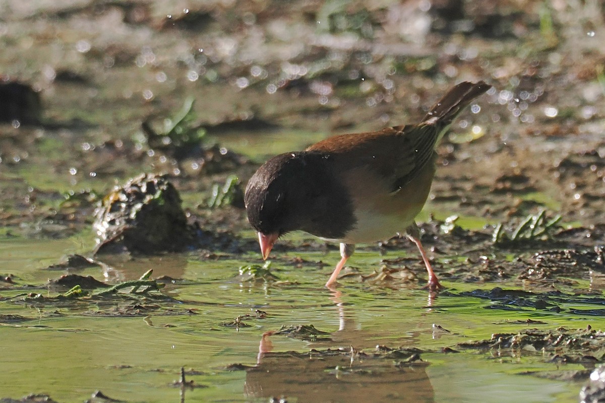 Dark-eyed Junco - ML648507002