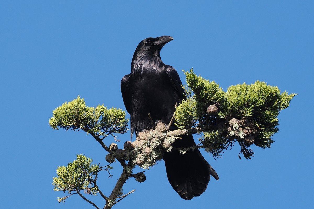 Common Raven - ML648507009