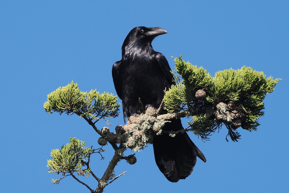 Common Raven - ML648507010