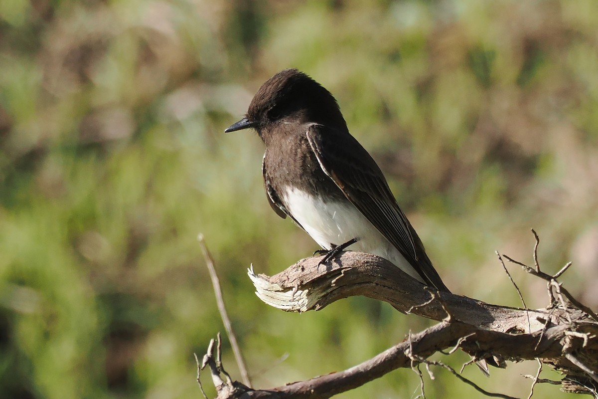 Black Phoebe - ML648507031