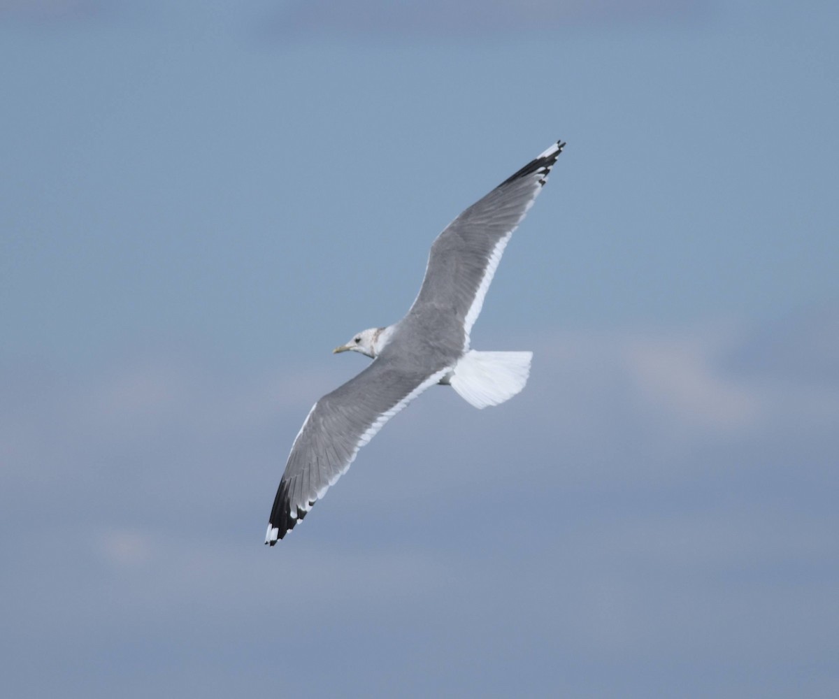 Common Gull - Carl Tamario