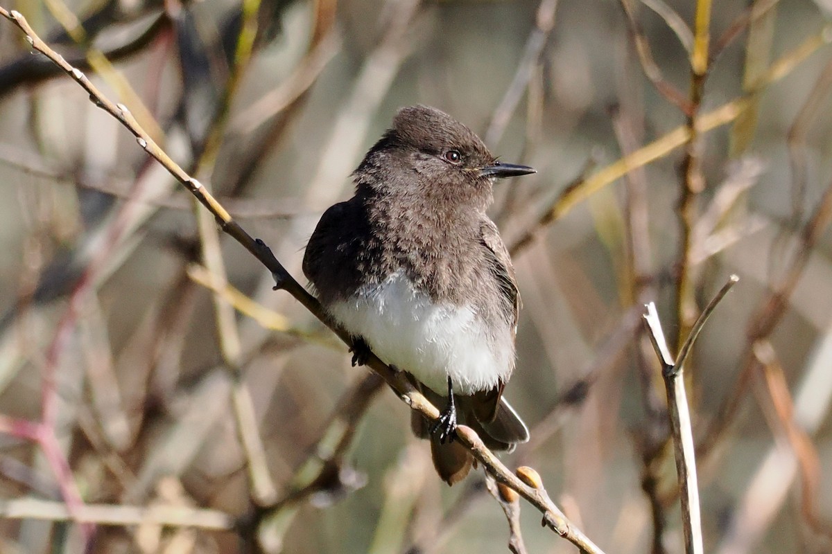 Black Phoebe - ML648507035