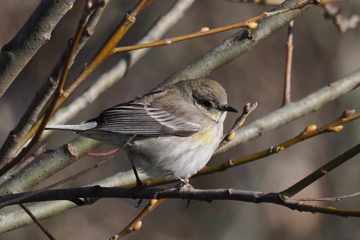 Yellow-rumped Warbler - ML648507063