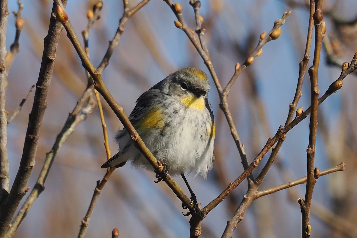 Yellow-rumped Warbler - ML648507064