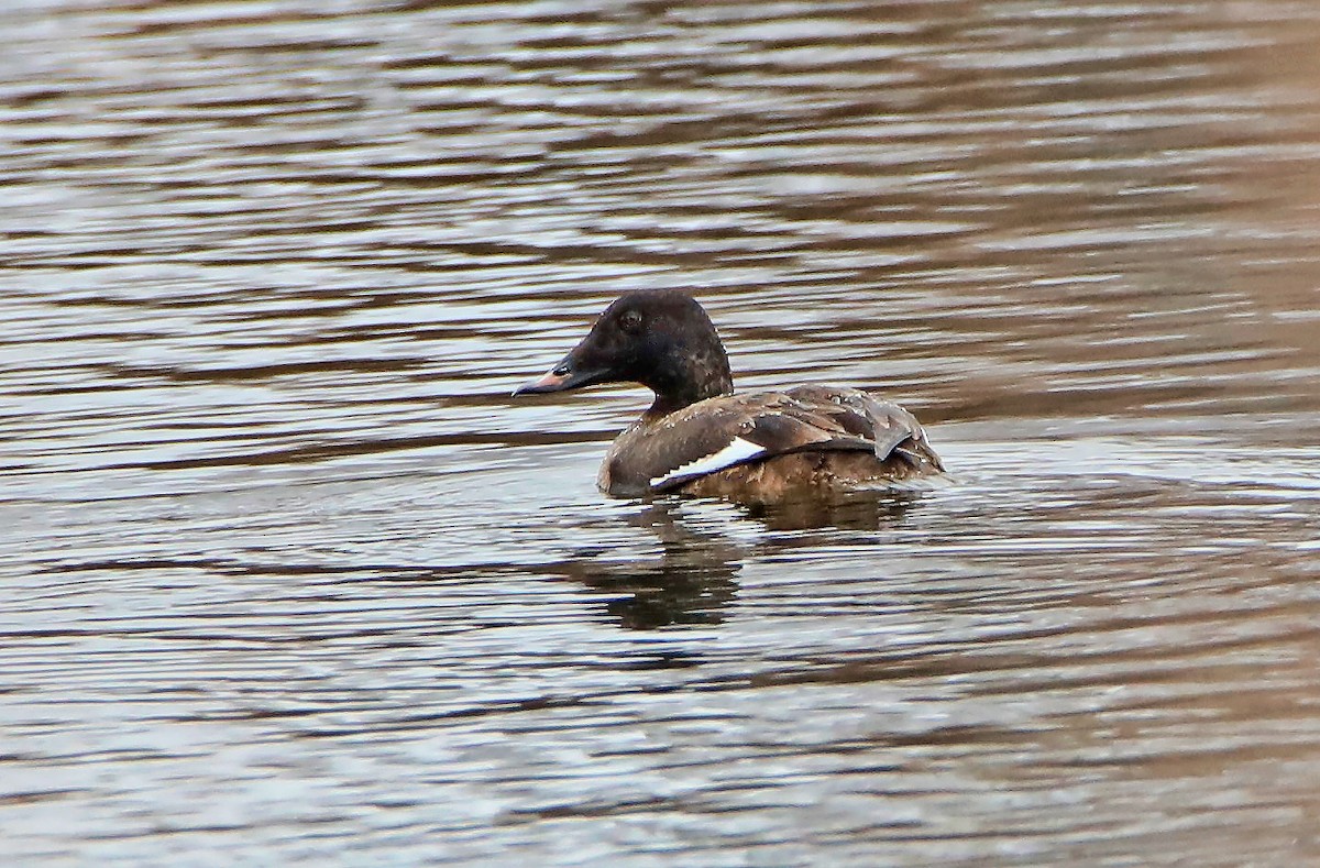 Negrón Aliblanco - ML648507407