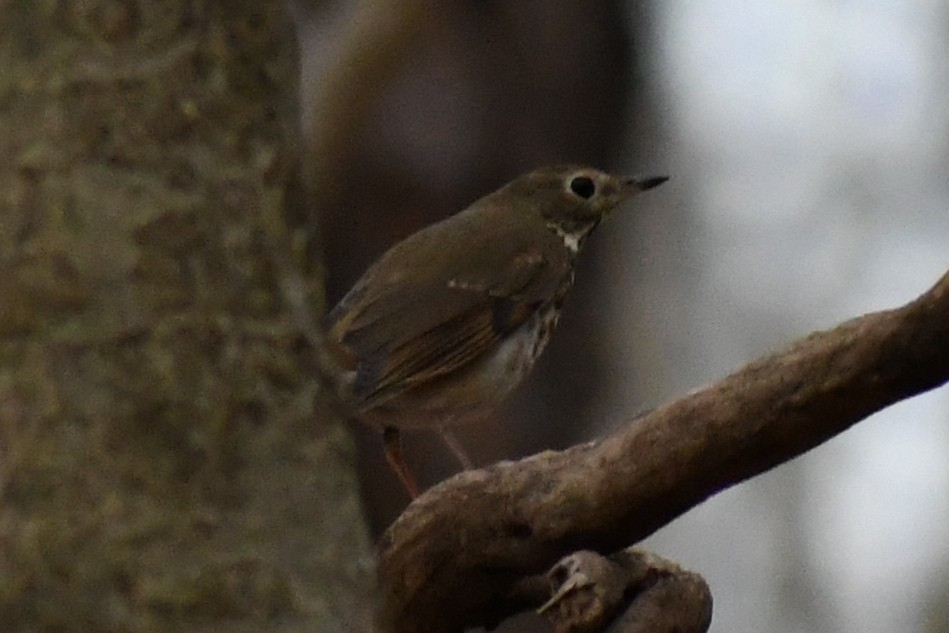 Hermit Thrush - ML648507509