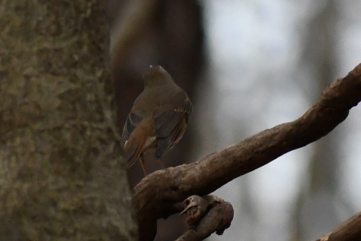 Hermit Thrush - ML648507510