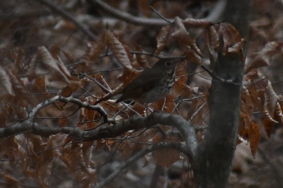 Hermit Thrush - ML648507511