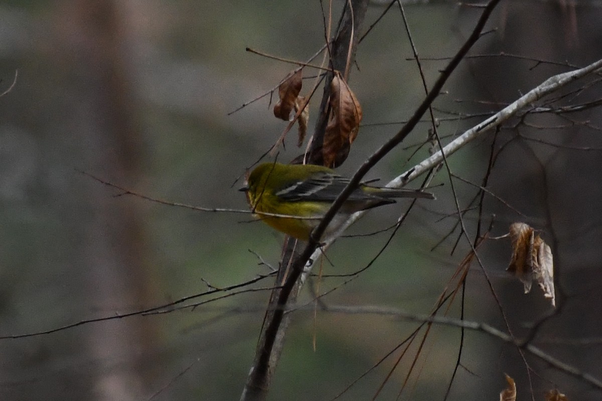 Pine Warbler - ML648507532