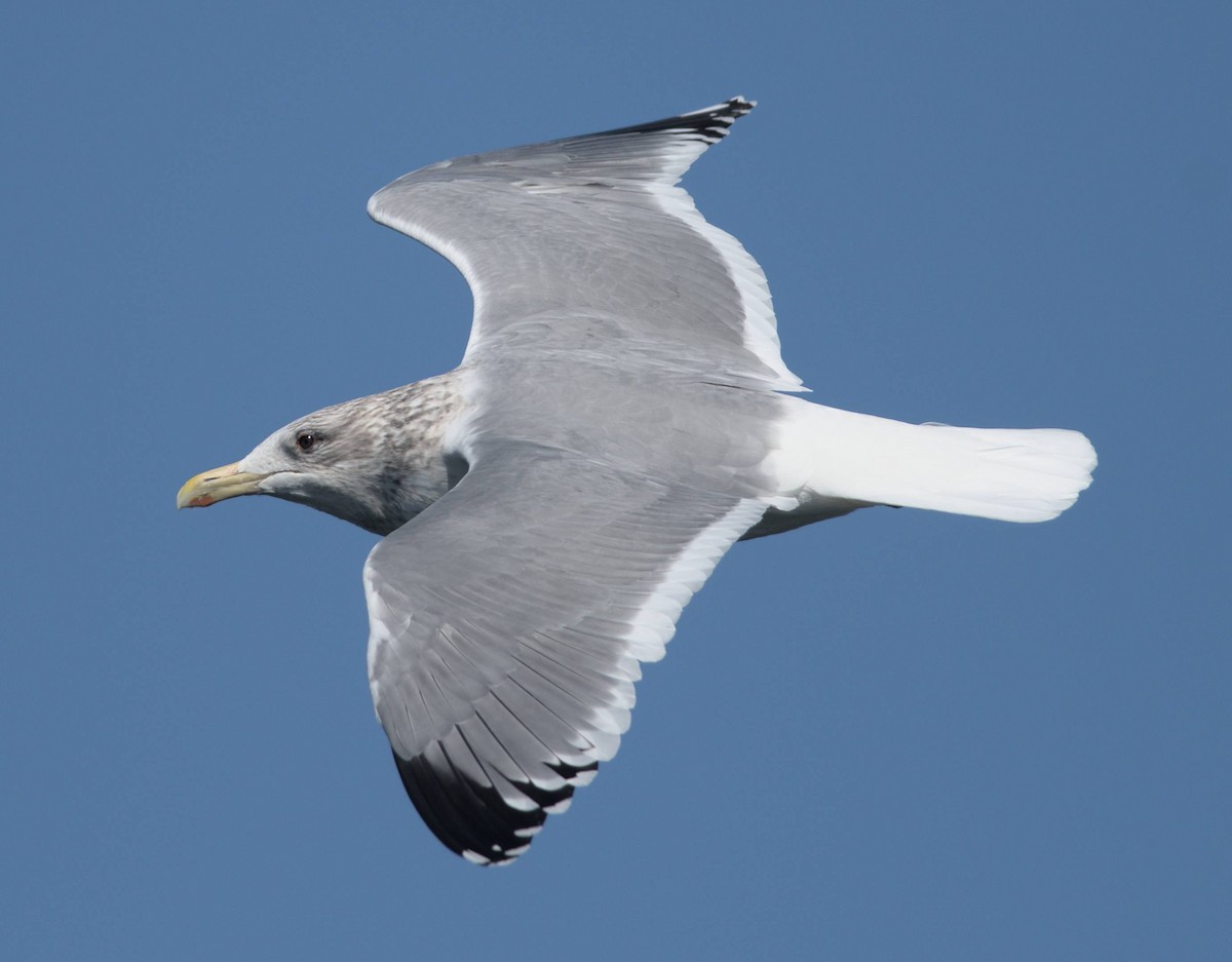 Мартин азійський - ML648507546