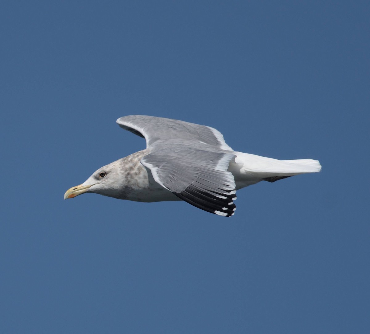 Мартин азійський - ML648507547