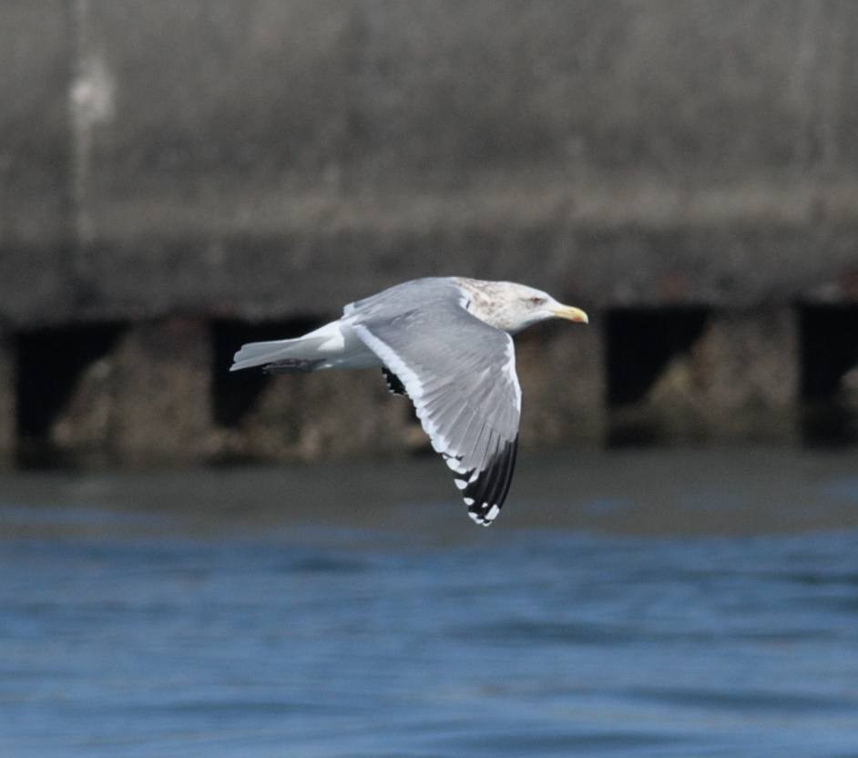 Мартин азійський - ML648507548