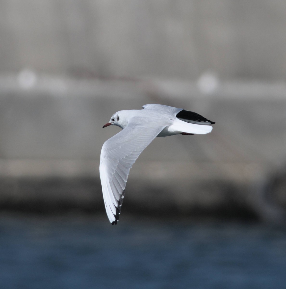 Black-headed Gull - Carl Tamario