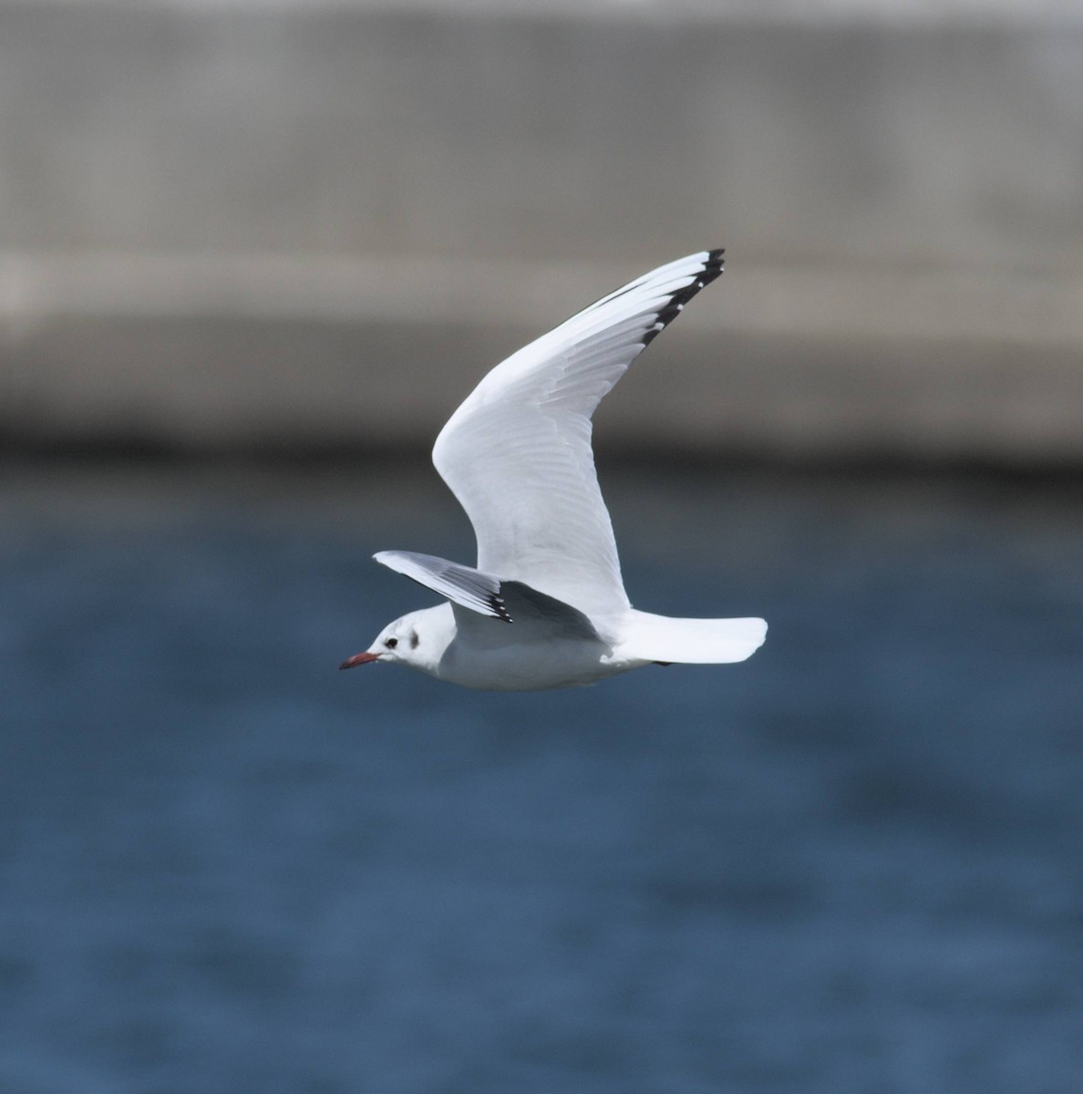 Мартин звичайний - ML648507657