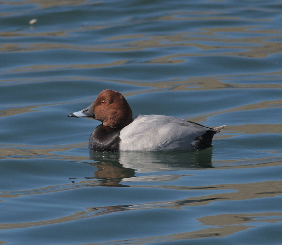 Попелюх звичайний - ML648507801
