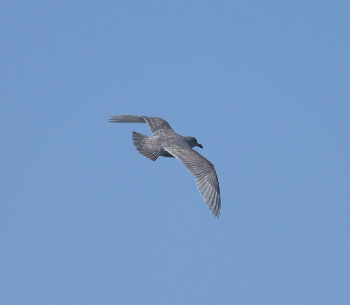 Мартин берингійський - ML648507877