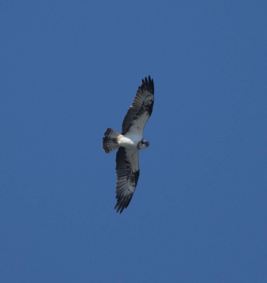 Скопа західна - ML648507944