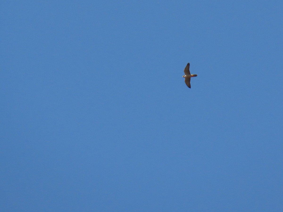 Lanner Falcon - ML648507974