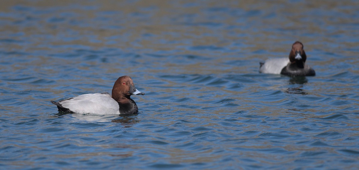 Попелюх звичайний - ML648507978
