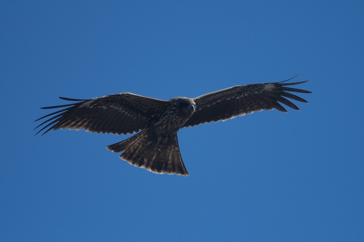 Шуліка чорний - ML648508341