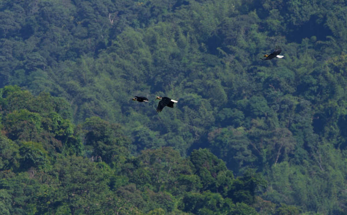 Taraklı Boynuzgaga - ML648508347