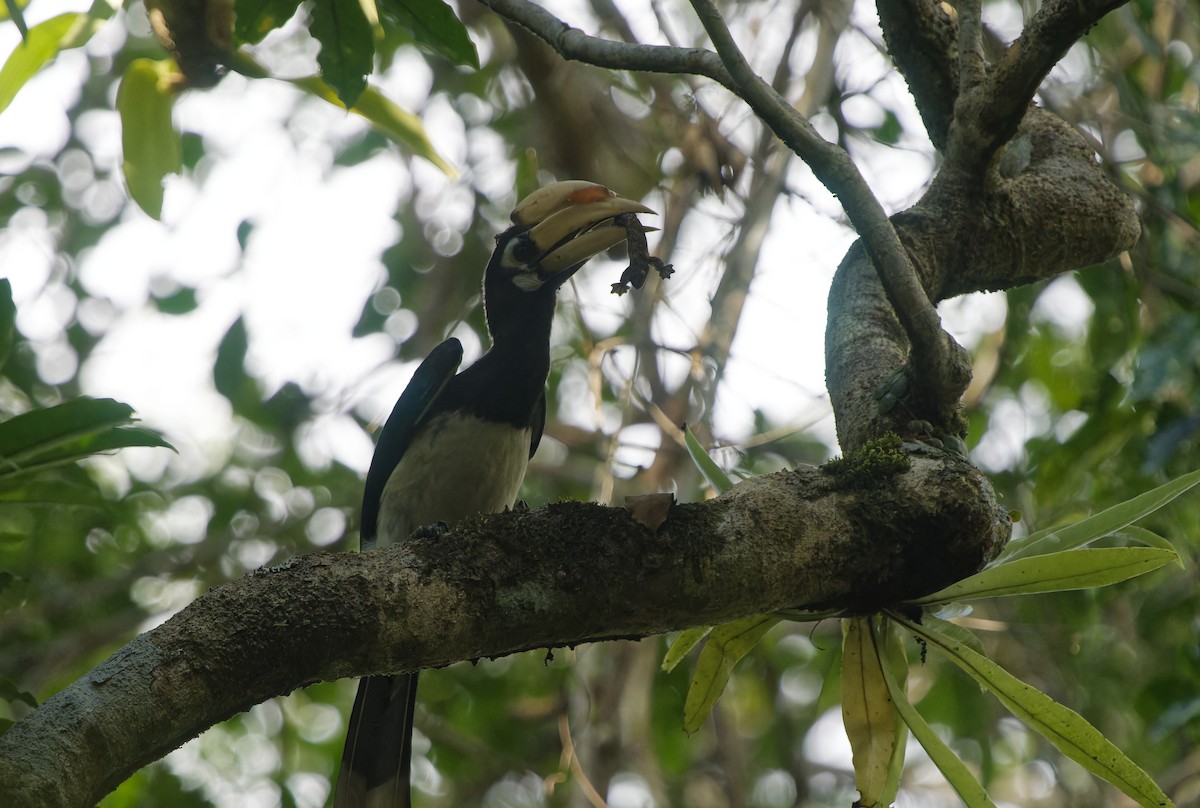 Doğu Alaca Boynuzgagası - ML648508361