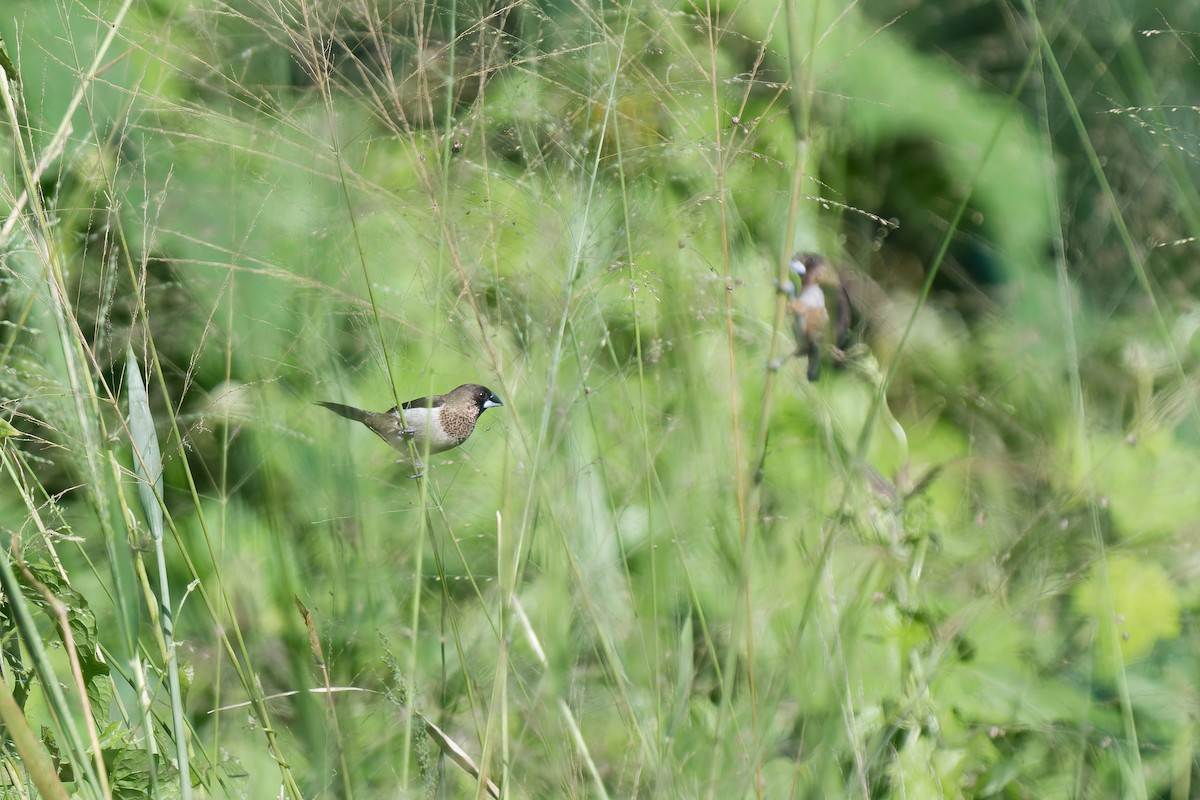 Pullu Munya - ML648508379