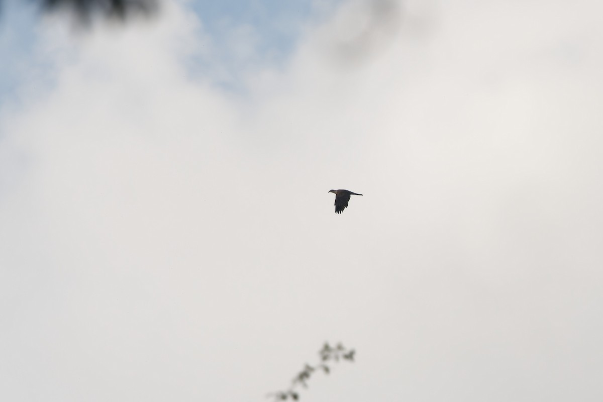 Dağ Has Güvercini - ML648508434