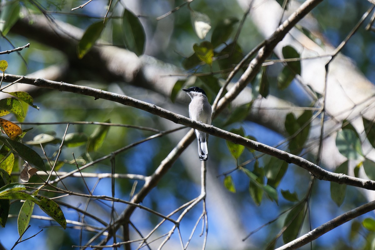 Ala Kanatlı Sinekkapan Vanga - ML648508457