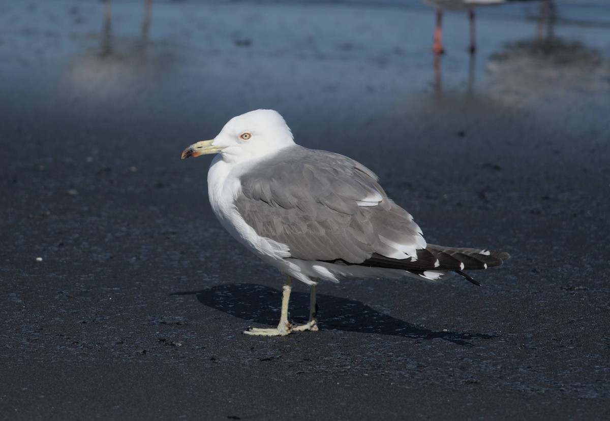 Black-tailed Gull - Carl Tamario