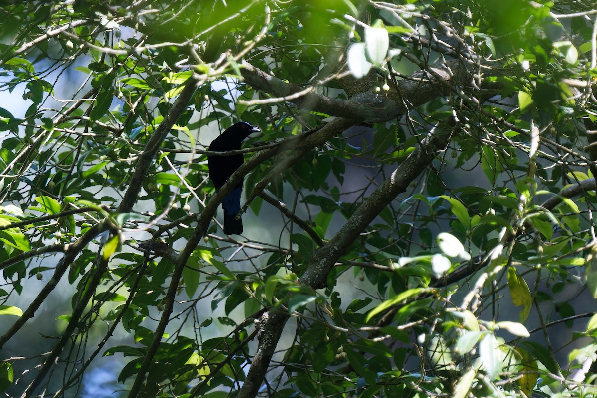 Asya Mavi İrenası - ML648508492