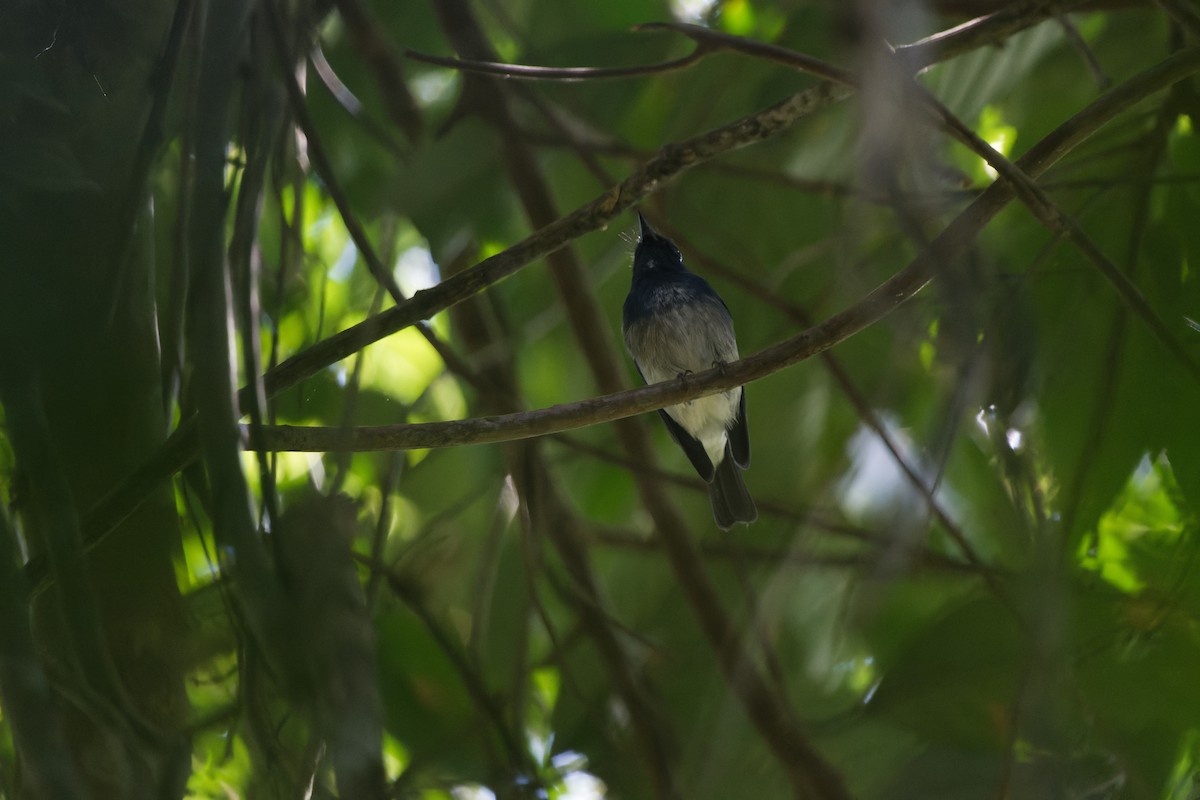 Hainan Mavi Sinekkapanı - ML648508499