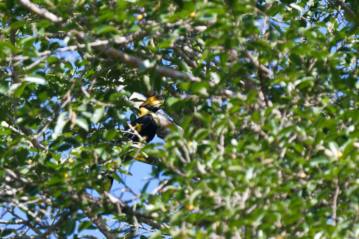 Büyük Boynuzgaga - ML648508526