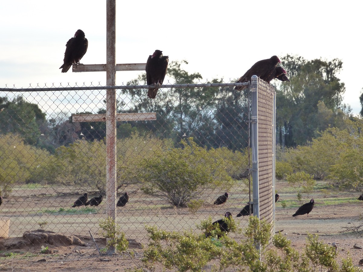 new world vulture sp. - ML648508687
