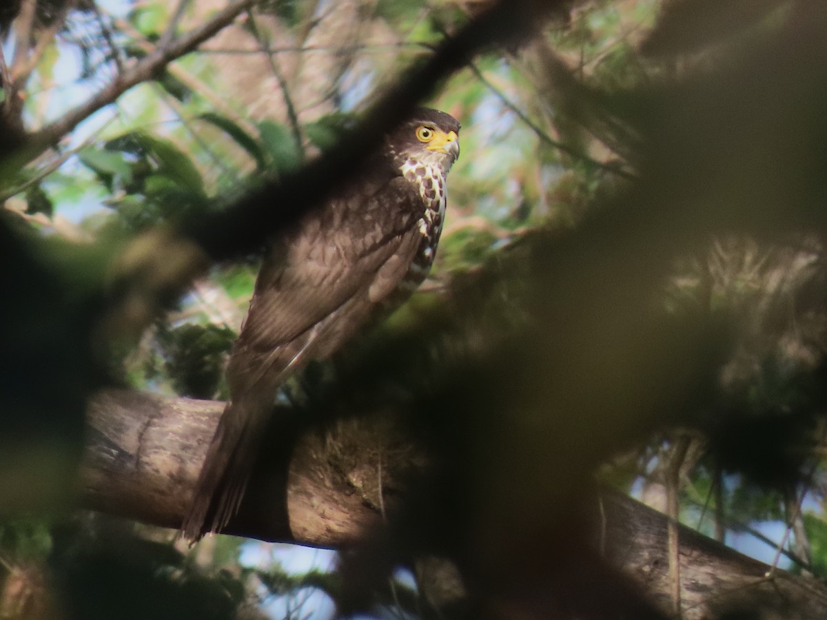 African Goshawk (Banded) - ML648509108