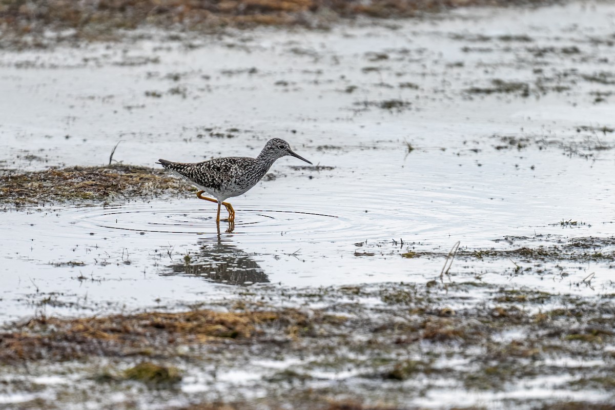 Petit Chevalier - ML648509898