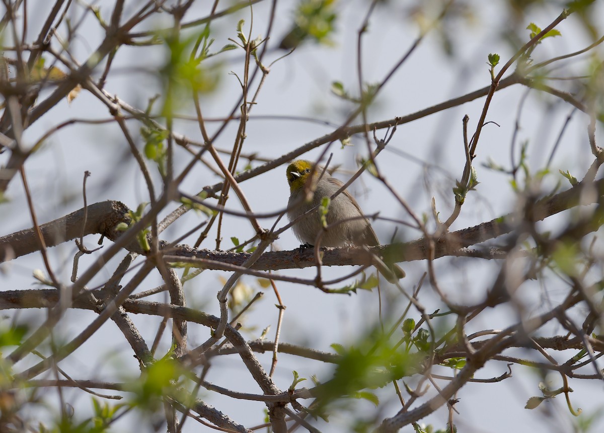 Verdin - ML648510134