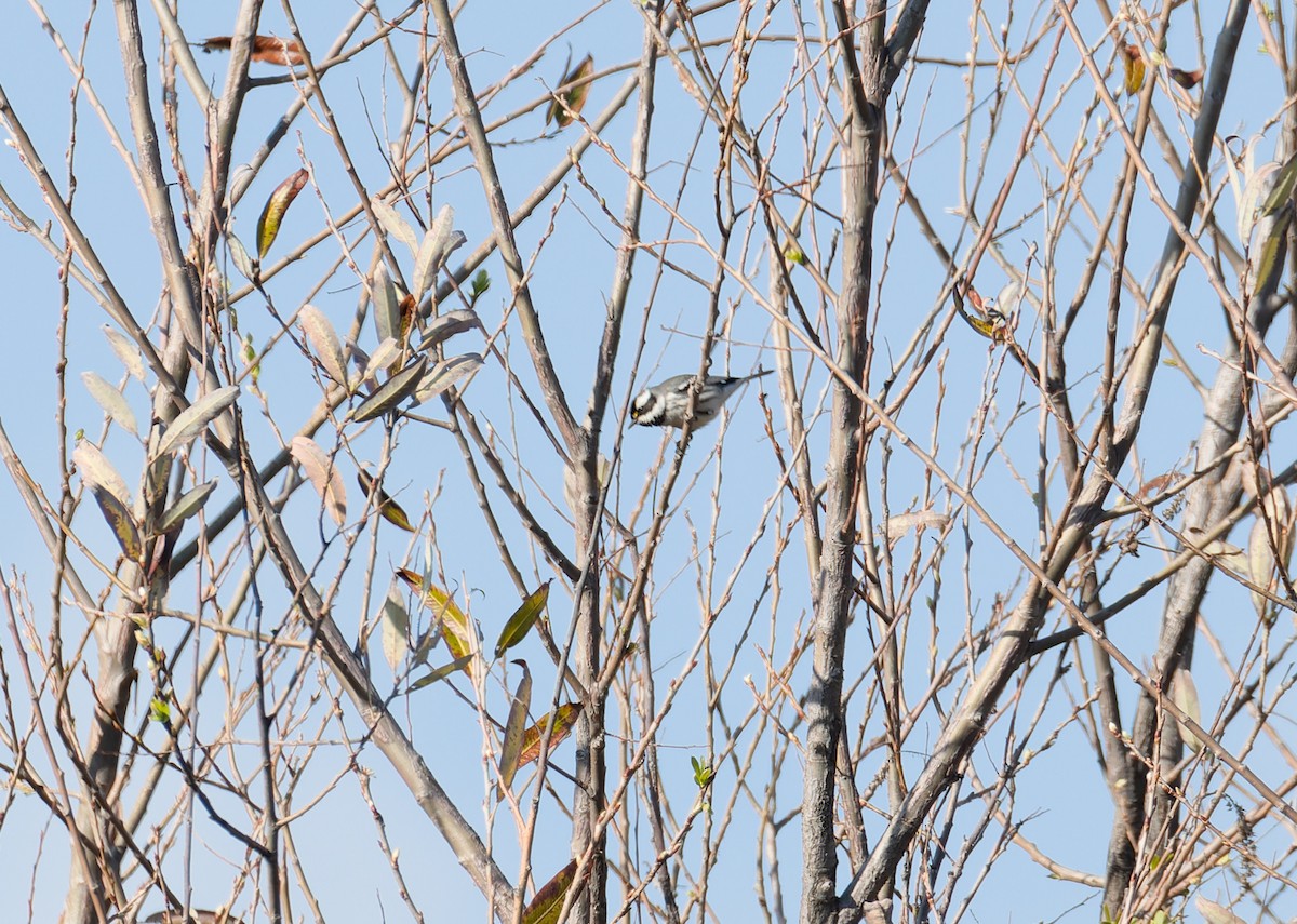 Black-throated Gray Warbler - ML648510141
