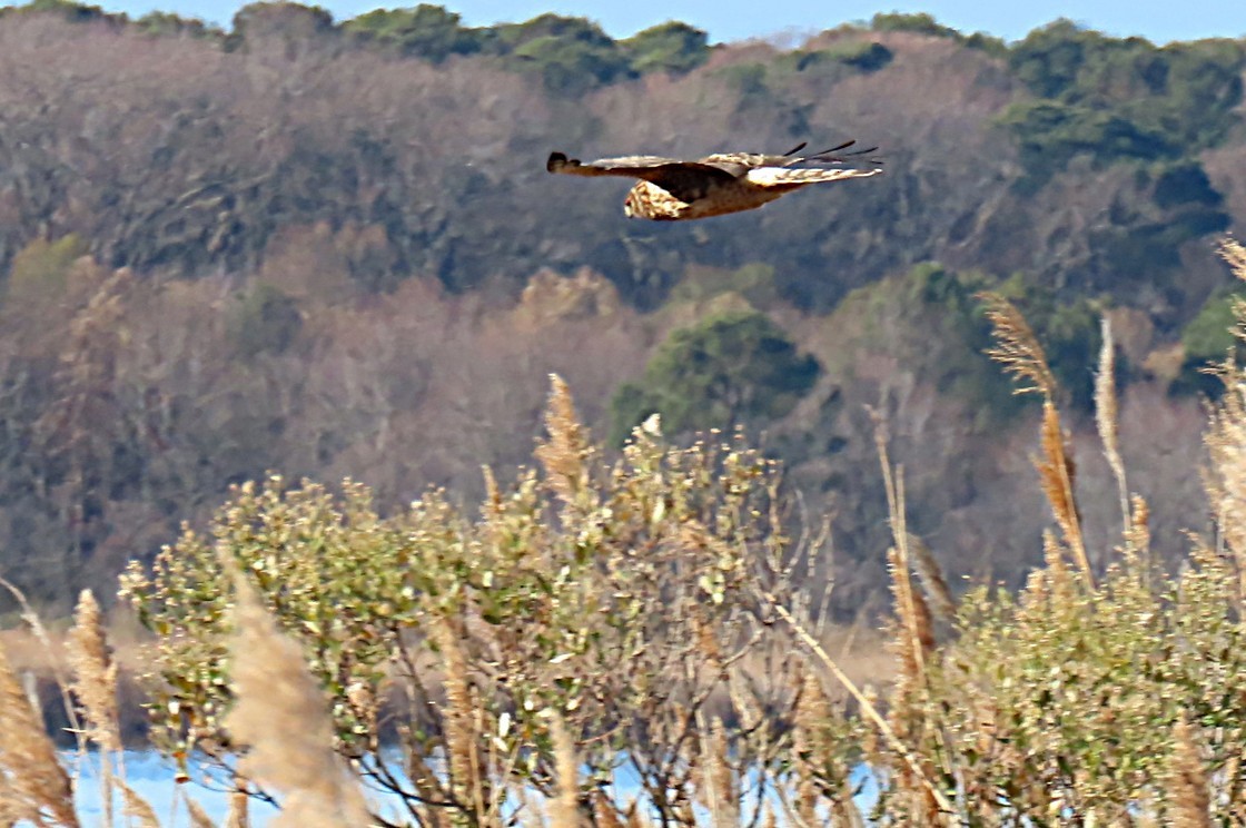 זרון אמריקני - ML648510229