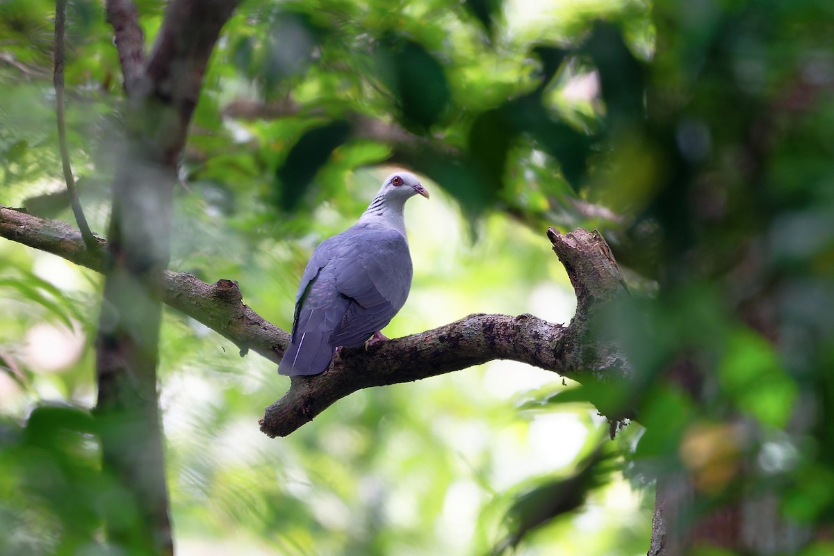 Andamanentaube - ML648510771