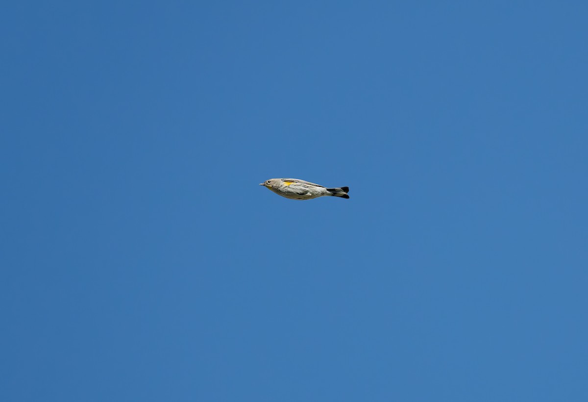 Yellow-rumped Warbler (Audubon's) - ML648510781