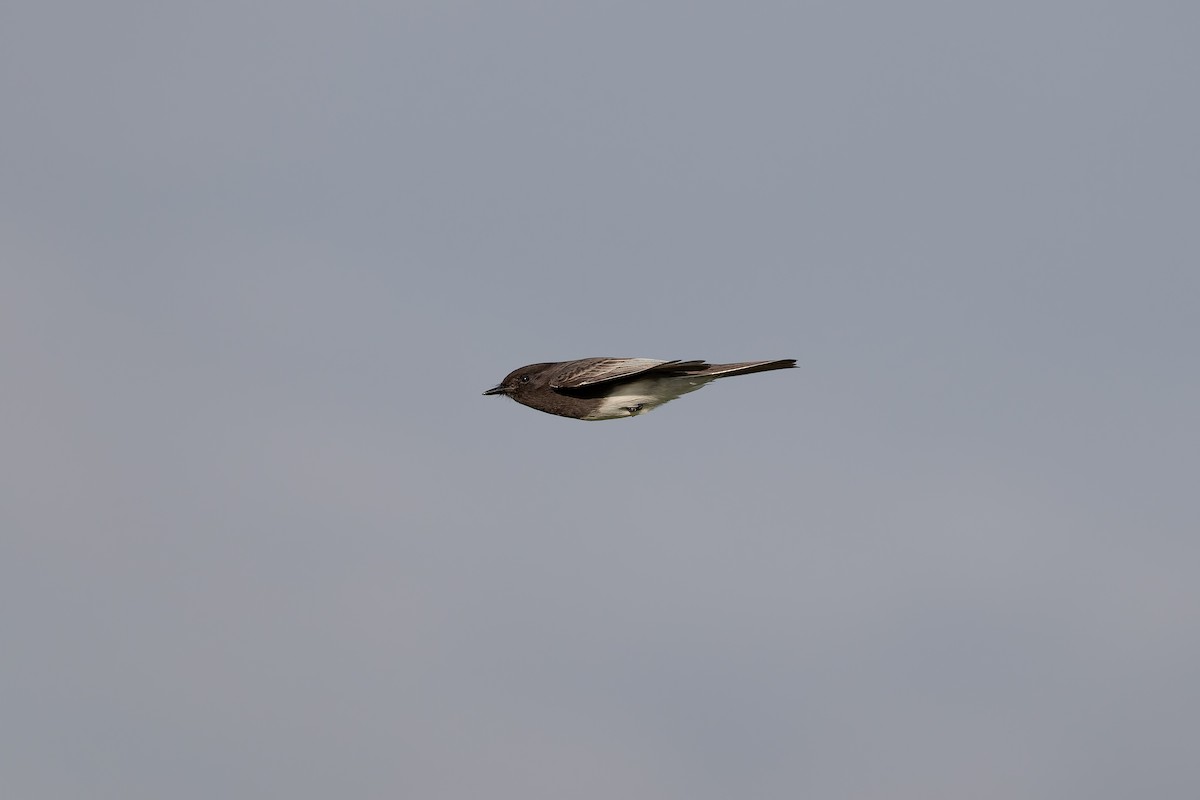 Black Phoebe - ML648510791