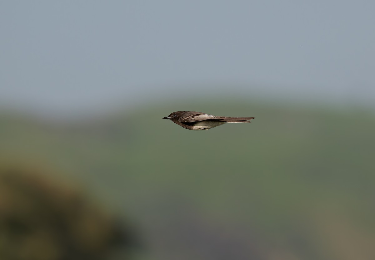 Black Phoebe - ML648510792