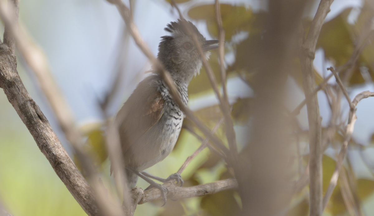 Rufous-winged Antshrike - ML648510870