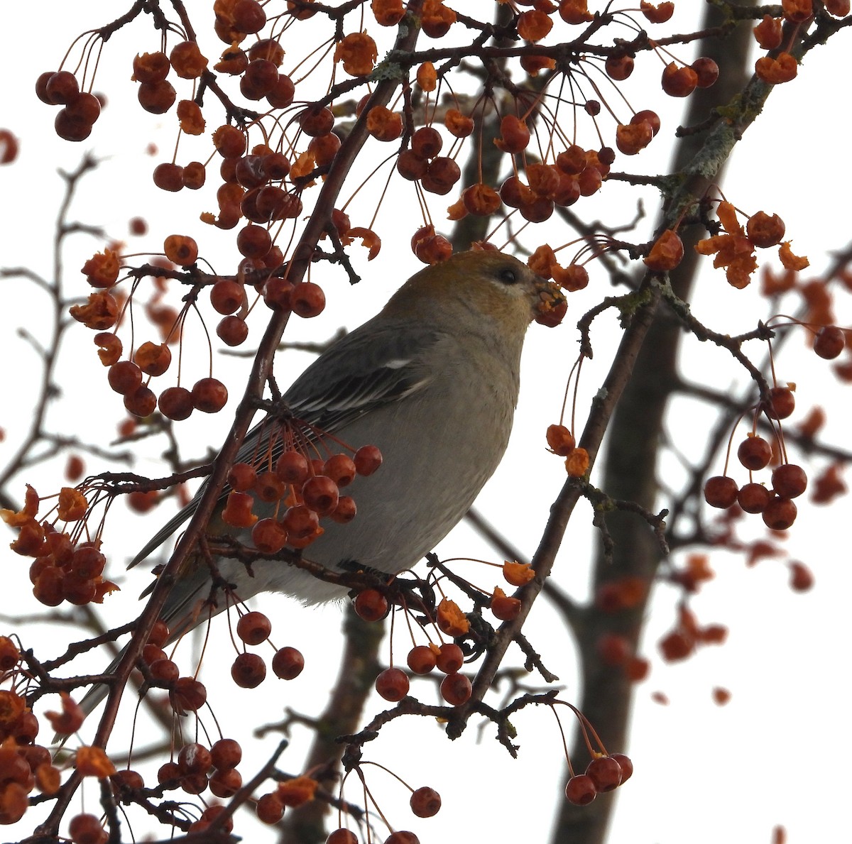 ギンザンマシコ - ML648512024