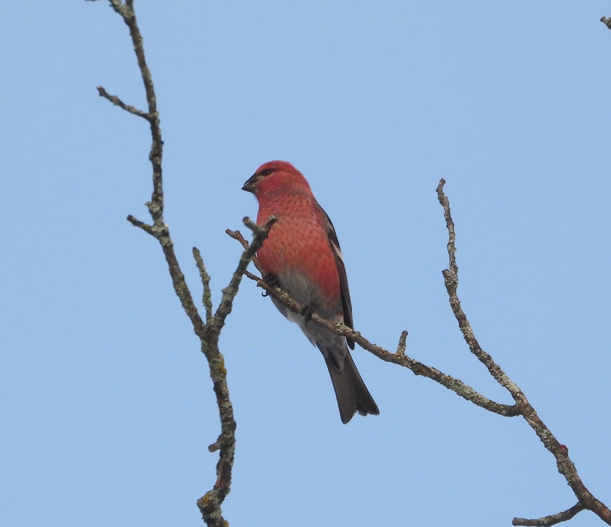 ギンザンマシコ - ML648512042