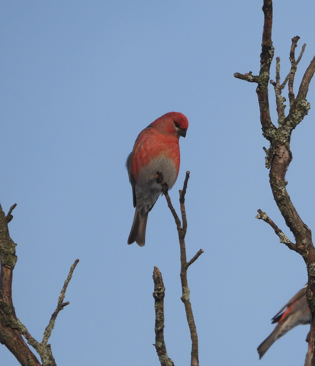 ギンザンマシコ - ML648512046